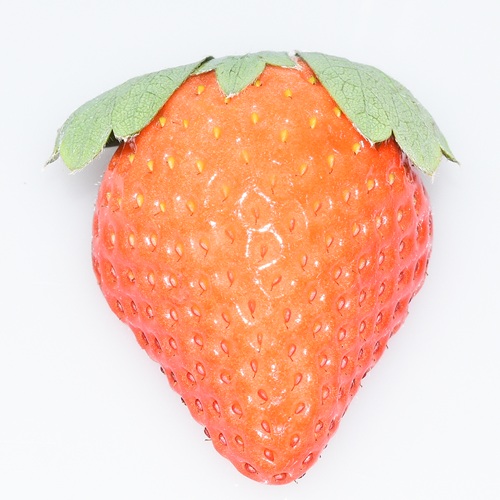 ワッフル　おおきみ　ショコラ（2026 京王百貨店催事商品）