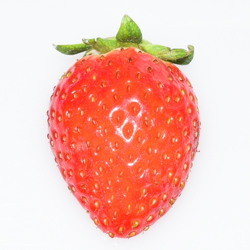 ワッフル　紀の香（2026 京王百貨店催事商品）